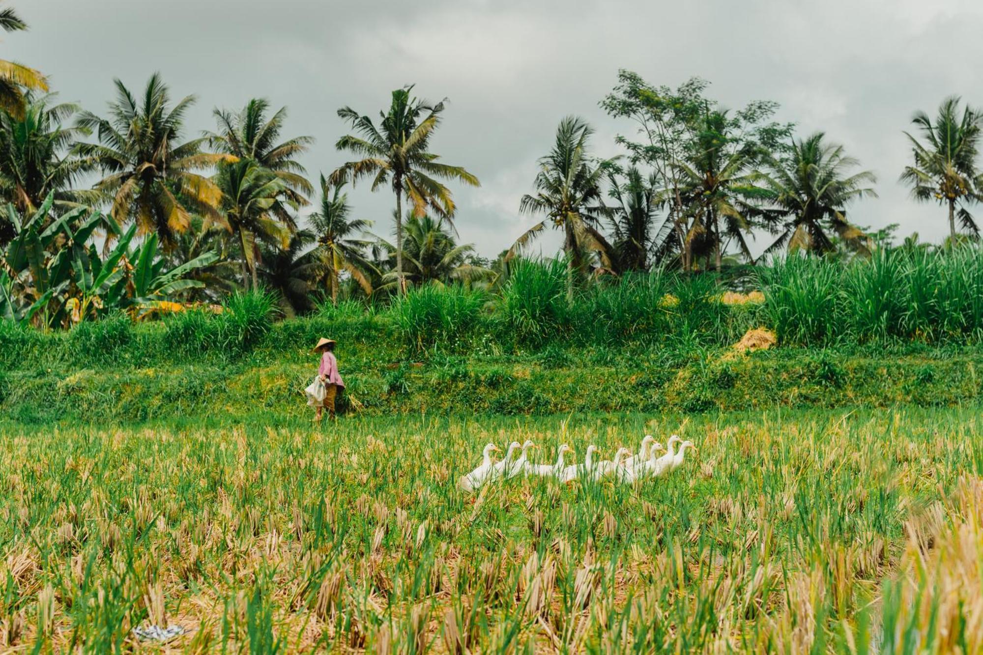 Hoshinoya Bali Hotel Ubud Kültér fotó